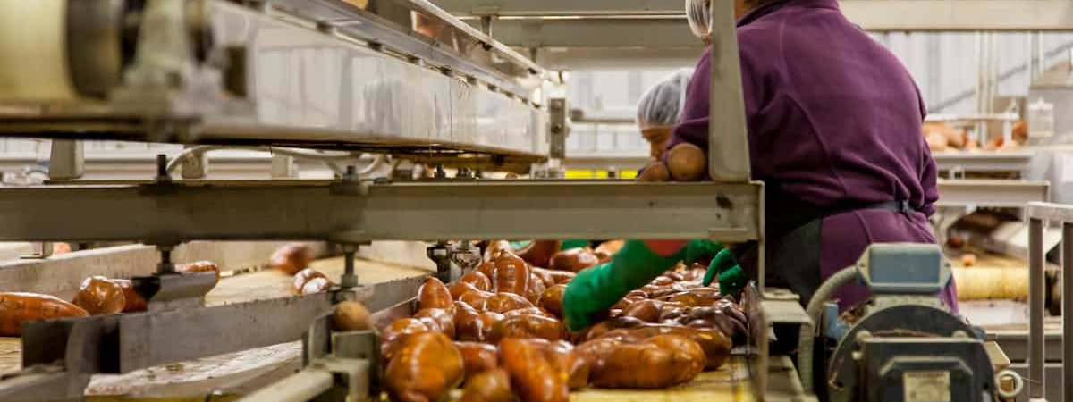 Workers in a food processing plant sorting produce on a conveyor belt. The workers are wearing protective gear, including hairnets, gloves, and masks, ensuring cleanliness and hygiene during food handling.